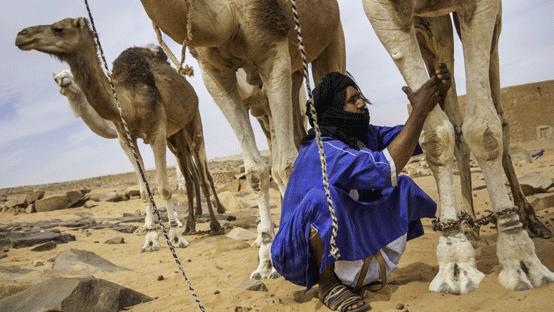 &nbsp;Les nomades ne représentent plus que&nbsp; 6,5% de la population de l\'Adrar;