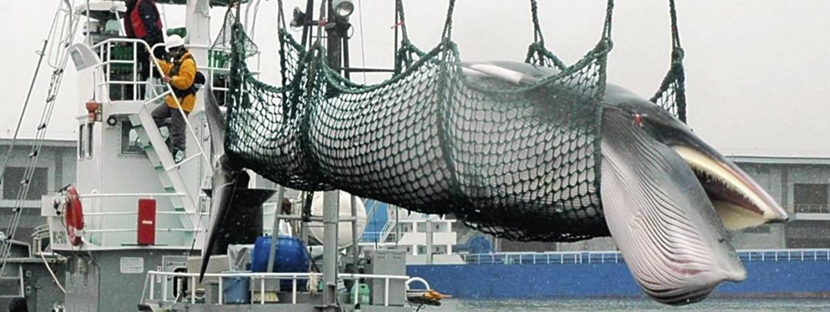 Une baleine est transportée depuis un bateau en mai 2011 sur le port de Kushiro, dans la préfecture d\'Hokkaido (Japon).