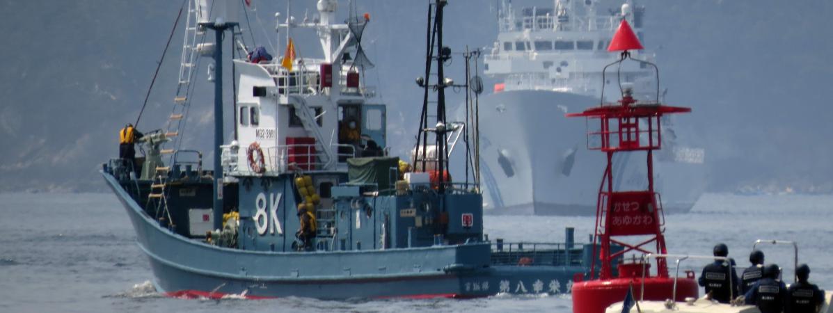 Un bateau japonais servant pour la pêche à la baleine, au port d\'Ayukawa, à&nbsp;Ishinomaki (Japon), le 26 avril 2014.&nbsp;