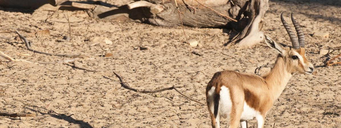 La Chasse Despèces Protégées Par Des Qataris Dans Le Désert