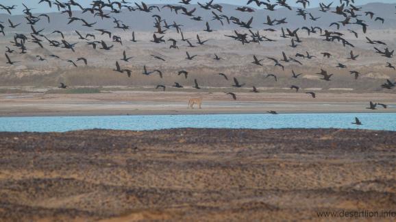 Une lionne chassant le cormoran dans la lagune de Hoanib, le long du littoral namibien