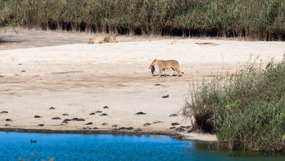 Une lionne du désert se nourissant d\'un cormoran sur la Skelton Coast, au nord-ouest de la Namibie.