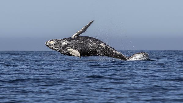 VIDEO. En Russie, une 