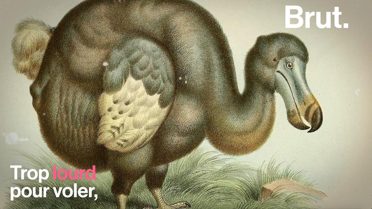 Video Le Dodo Un Célèbre Oiseau Tristement Disparu