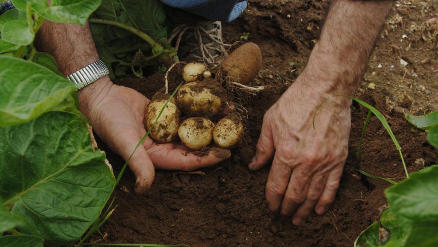 Jardin Comment cultiver les pommes  de  terre  primeur