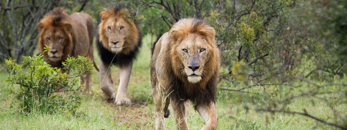 Des lions dans le parc national Kruger, en Afrique du Sud, le 12 décembre 2012.