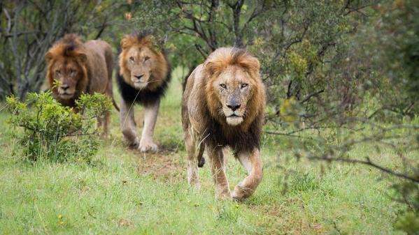 Afrique du Sud : le lion, menacé par le business de la chasse