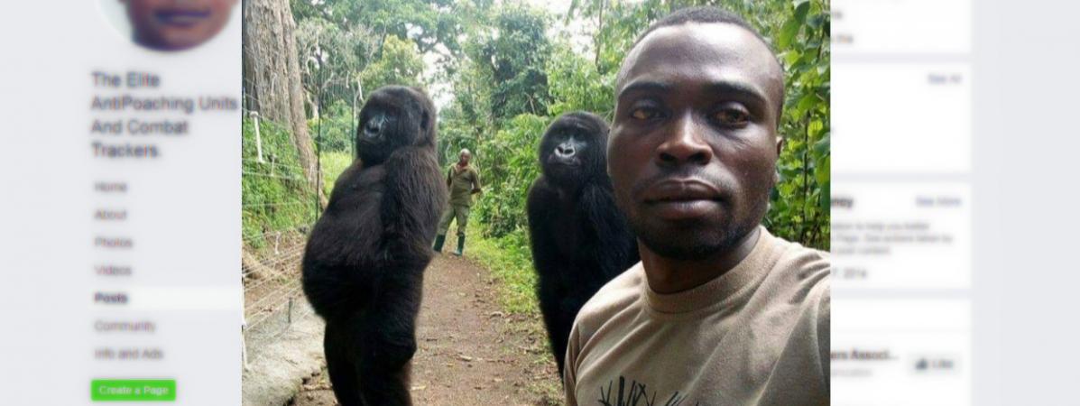 Un garde forestier du parc national des Virunga, en République démocractique du Congo, avec deux gorilles, sur une photo postée le 18 avril 2019.&nbsp;