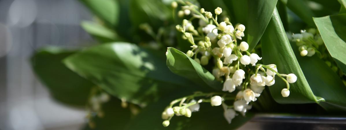 Deux Voleurs De Muguet Cueillis Par Les Gendarmes Pres De Nantes