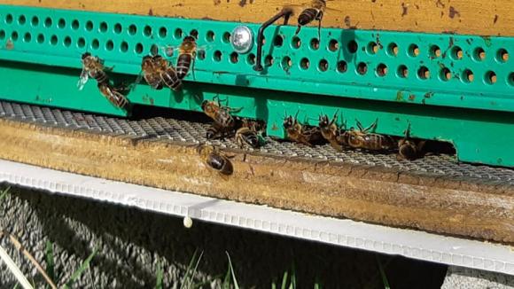 Les abeilles sont des maillons indispensables à la biodiversité.