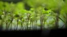 Des jeunes pousses de plantes aromatiques. 