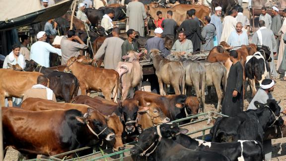 Un marché aux bestiaux près du Caire, le 9 août 2018