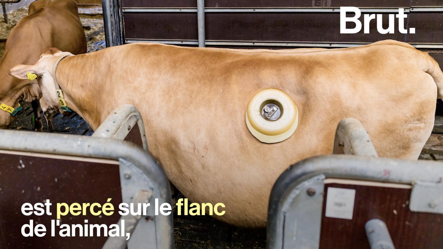 Video Lassociation L214 Dévoile Des Images Choquantes Des Vaches à