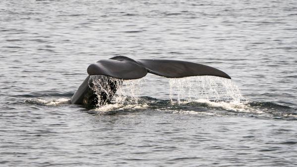 Méditerranée : une baleine se bat contre la mort