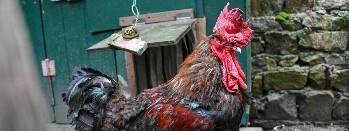 Elever Des Poules Dans Son Jardin