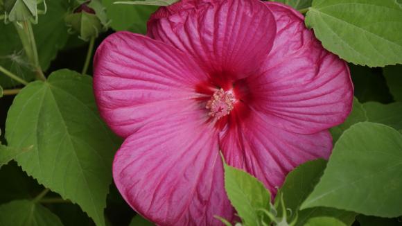 Jardin Comment Cultiver Les Hibiscus Des Marais