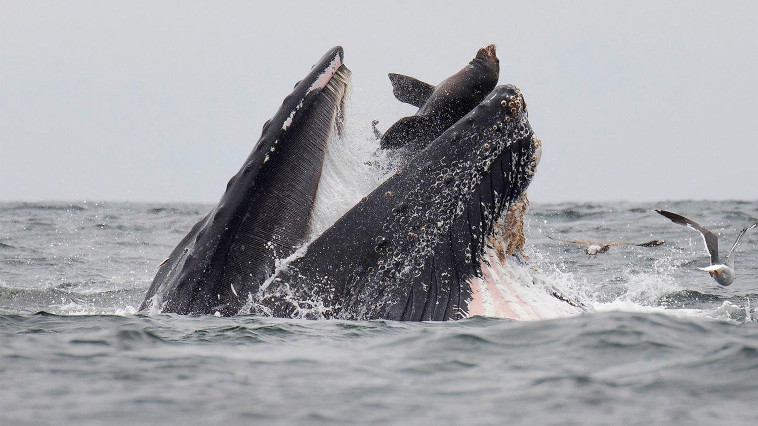 the humpback whales reinvest the bay