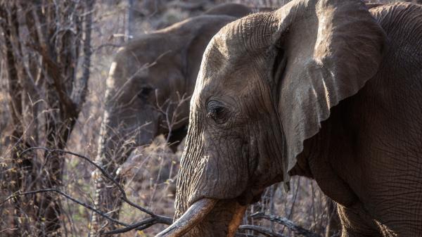 Afrique du Sud : l'éléphant, le fragile colosse de la savane