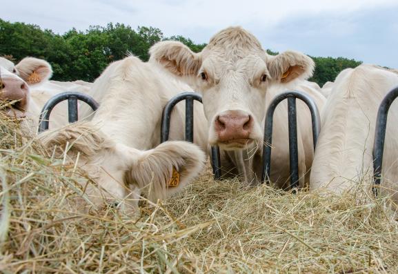 Les vaches charolaises d\'Aurélien Desforges se nourissent déjà de foin, le 27 août 2019 à Lussat (Creuse).