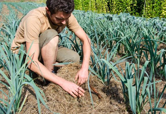 Adrien Denis montre le système de goutte-à-goutte et le paillage sur une parcelle de poireaux, le 28 août 2019 à Saint-Moreil (Creuse).