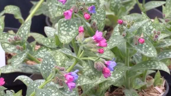 Jardin Les Pulmonaires Des Plantes Vivaces Pour Lombre Ou