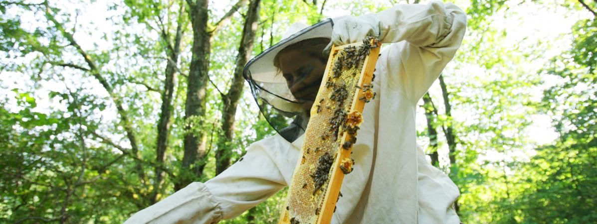 Les Apiculteurs Associes Miel De Châtaignier De France 375 G