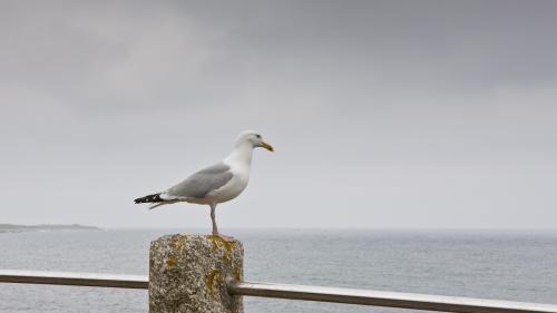 Insolite : le championnat du monde du cri de la mouette passe au digital