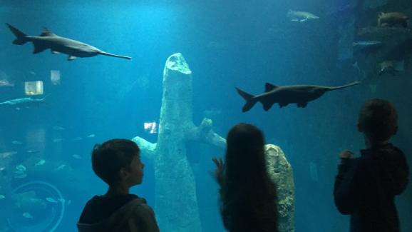 Mômes Trotteurs Visite De Laquarium Aquatis à Lausanne