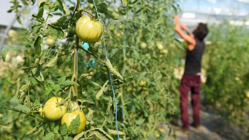 Alimentation : une étude confirme la meilleure qualité des produits biologiques