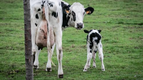 Covid-19 : inquiétude chez les producteurs de lait