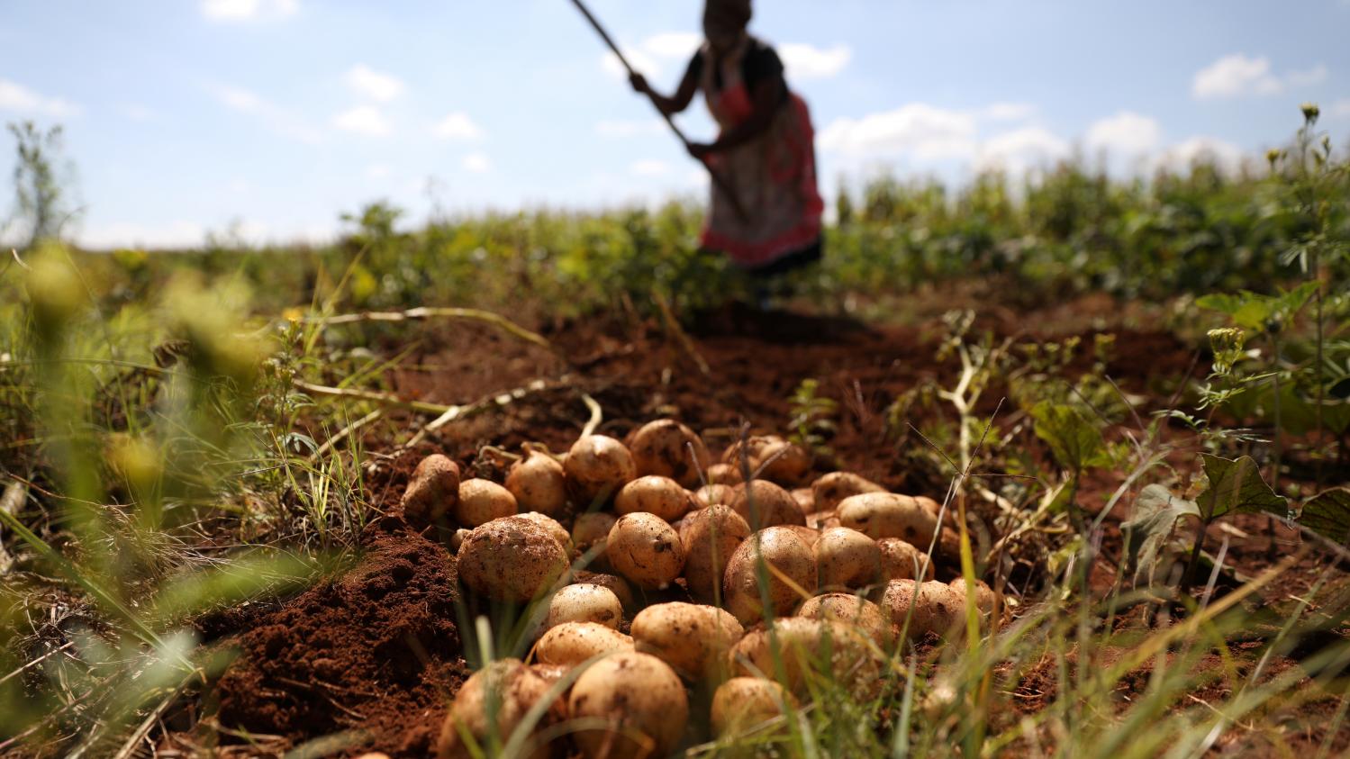 Avant la COP25, l'Afrique entend défendre son agriculture