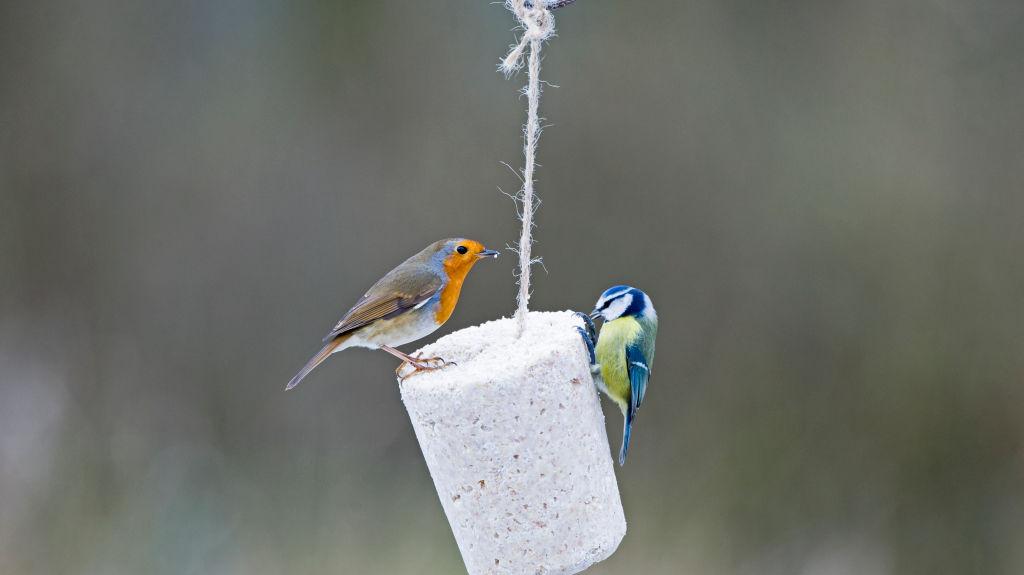 Jardin Installer Des Mangeoires Et Bien Nourrir Les Oiseaux