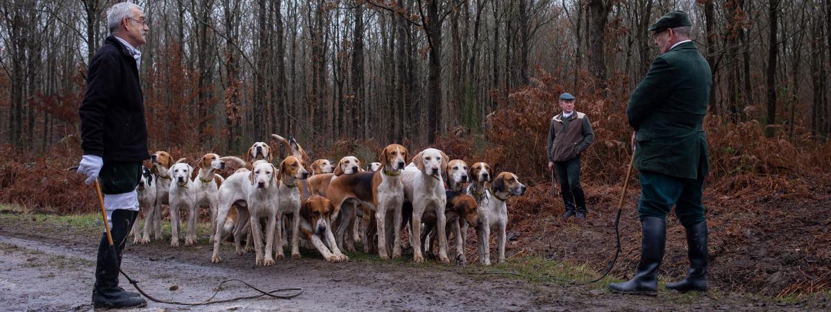 Femme Enceinte Tuée Dans Laisne Les Chiens Utilisés Lors