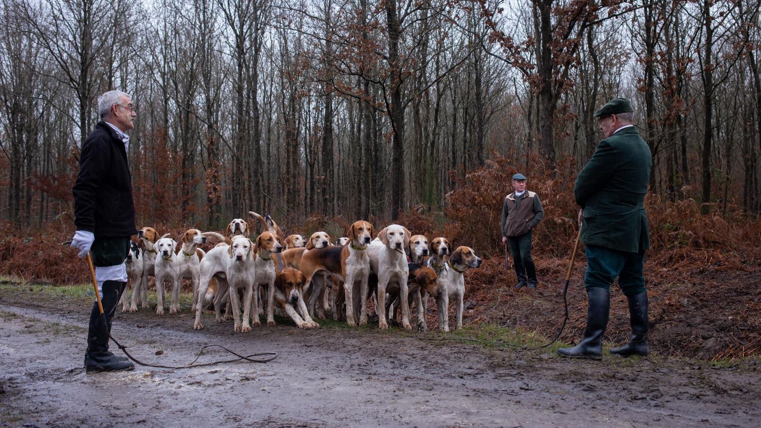 Femme Enceinte Tuée Dans Laisne Les Chiens Utilisés Lors