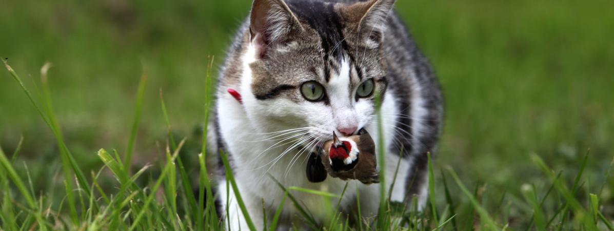 Les Chats Sont Ils Pour Partie Responsables Du Déclin Des