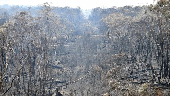 Des arbres brûlés à perte de vue à Mount Wilson, au cœur du site naturel des \"Blue Mountains\", situé à 120 kilomètres au nord-ouest de Sydney, le 18 décembre 2019.&nbsp;