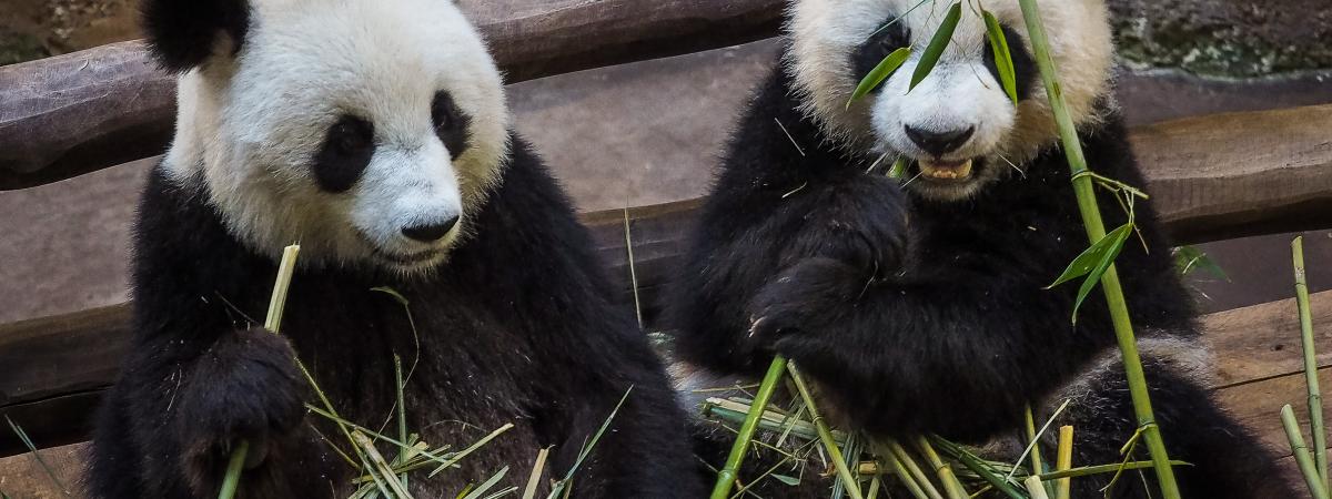 Zoo De Beauval La Femelle Panda Huan Huan Inséminée