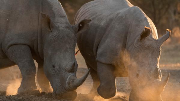 Feuilleton : les animaux menacés de la savane sud-africaine