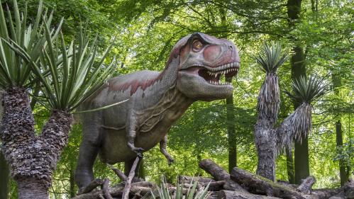 Les T-Rex nains n'ont sans doute pas existé, selon une étude