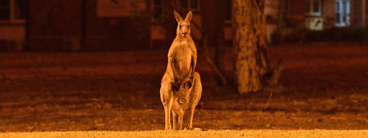 Un kangourou près des incendies en Australie, le 31 décembre 2019.