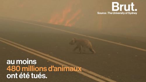 VIDEO. Terres ravagées, faune décimée, quelles sont les conséquences des incendies australiens ?