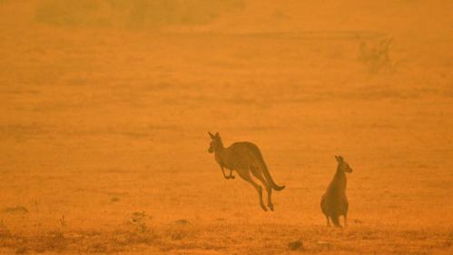 Comment faire un don pour lutter contre les incendies en Australie ?