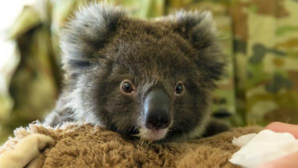 Plus d'un milliard d'animaux touchés par les incendies en Australie : d'où vient cette estimation?