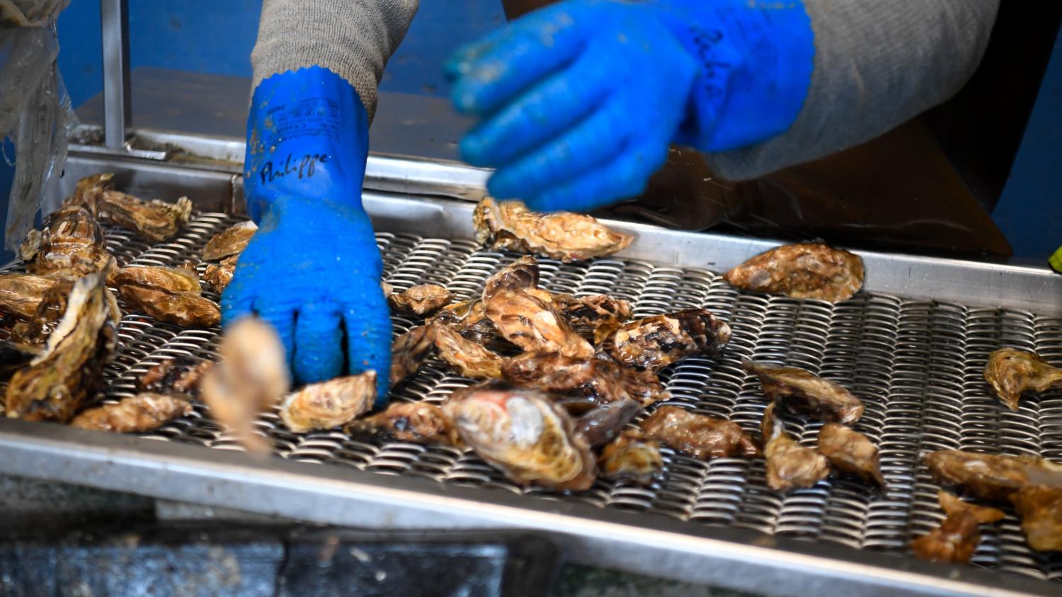 What Do Oyster Farmers Do