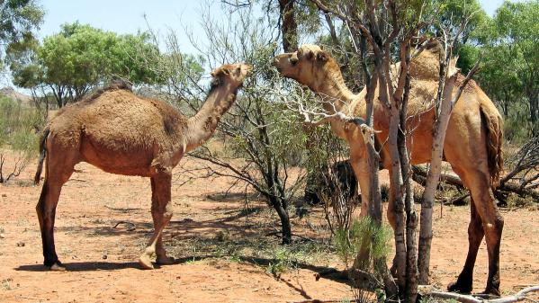 Australie : des snipers vont abattre 10 000 dromadaires sauvages en raison de la sécheresse