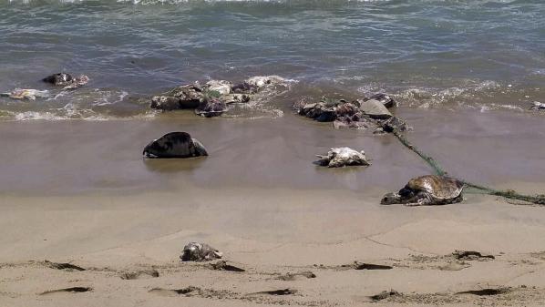 Mexique : 292 tortues, victimes d'une marée rouge, retrouvées mortes