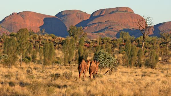 Sécheresse en Australie : plus de 5 000 dromadaires sauvages abattus