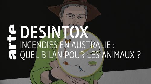 Désintox. Australie : quel bilan pour les animaux victimes de l'incendie ?