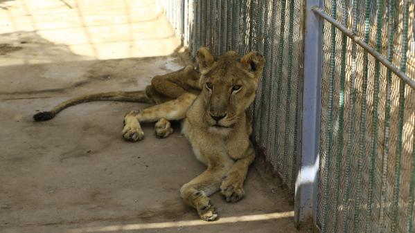 Campagne en ligne pour sauver des lions affamés dans un parc au Soudan