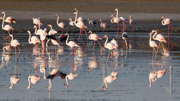 VIDEO. Douze mille flamants roses font escale à Chypre